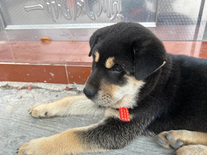 有寓意好听的印刷公司名字